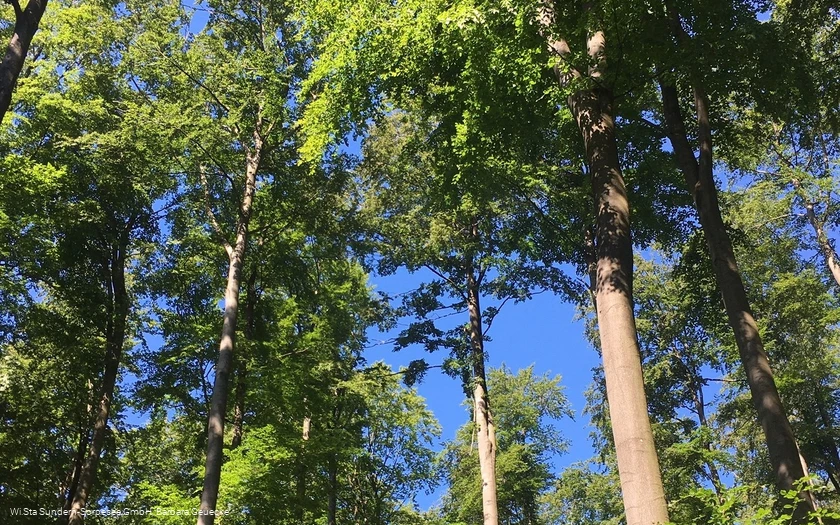 Wunderschöner Buchenwald