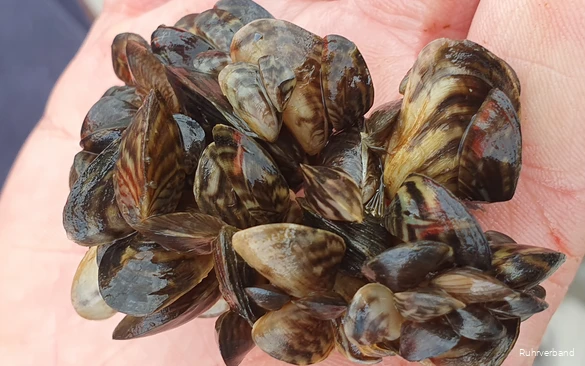 Nahaufnahme von einer kleinen Ansammlung mehrerer Quaggamuscheln, die in einer Handfläche gehalten werden.