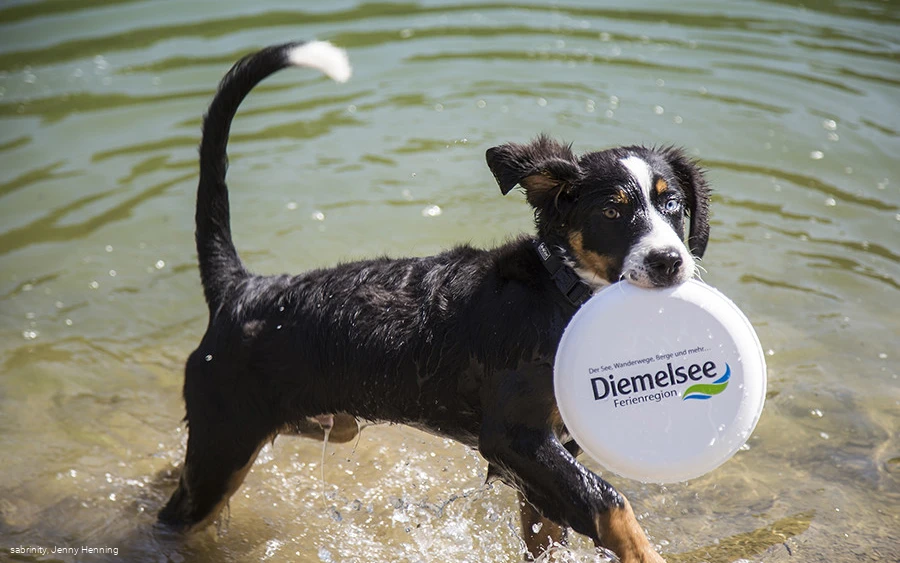 Dog-Friendly Beaches on Diemelsee