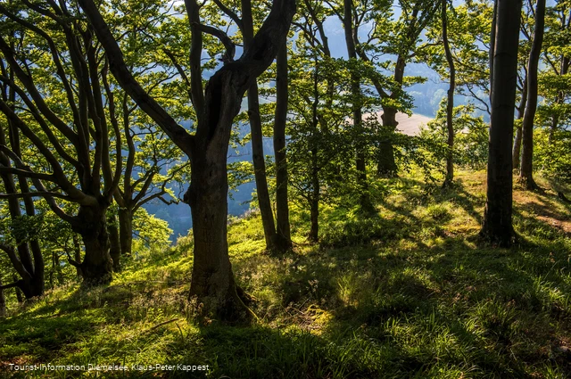 Laubwald bewachsener Gipfel