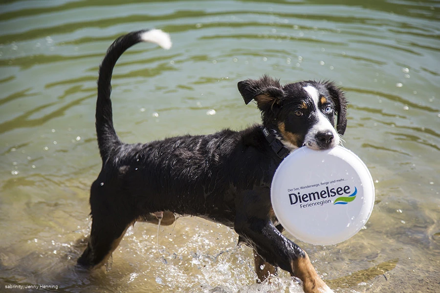 Hundestrände am Diemelsee